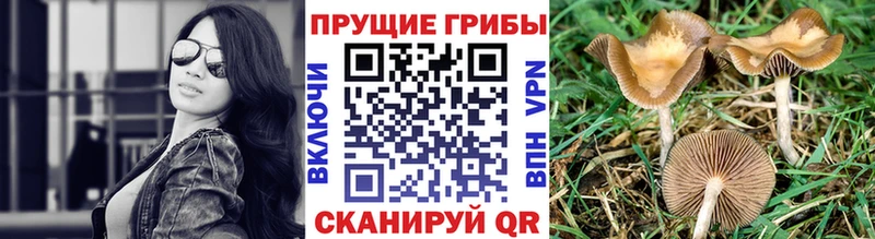 Псилоцибиновые грибы Cubensis  Ревда 